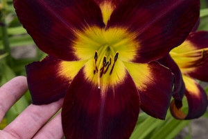 Hemerocallis 'Persian Ruby' 